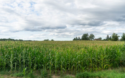 Why Existing Starch-Based Bioresins Aren’t the best for Sustainable Plastics